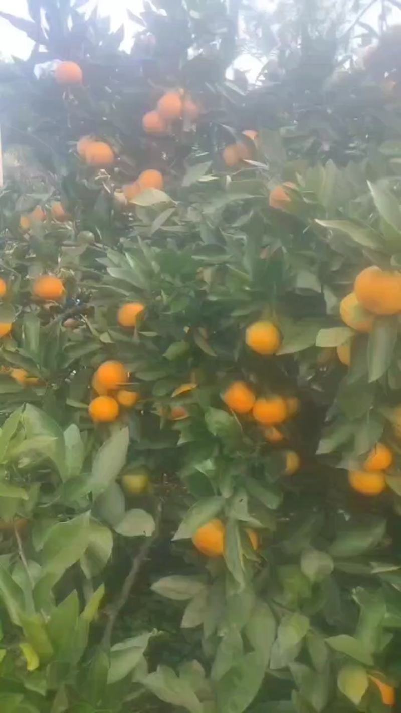 普早蜜橘大量上市个头大皮薄味甜