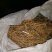中药材根茎做物防风