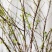 网红款鲜枝雪柳泡水开花水培冬季耐寒花卉干枝遇水家具绿植