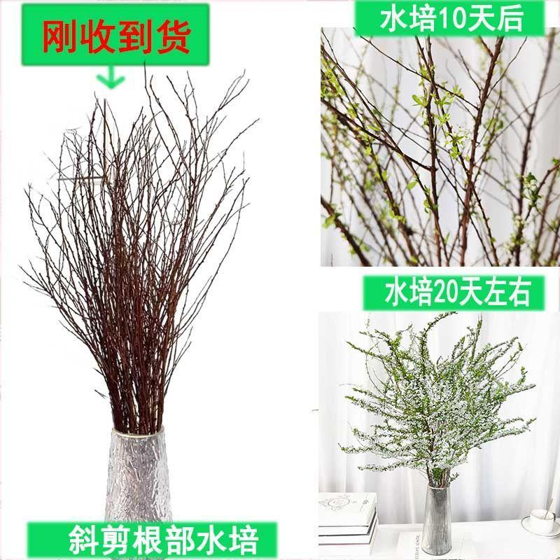 网红款鲜枝雪柳泡水开花水培冬季耐寒花卉干枝遇水家具绿植