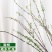 网红款鲜枝雪柳泡水开花水培冬季耐寒花卉干枝遇水家具绿植