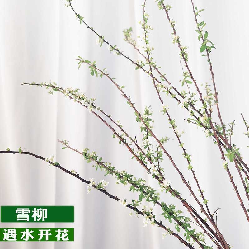 网红款鲜枝雪柳泡水开花水培冬季耐寒花卉干枝遇水家具绿植