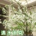 网红款鲜枝雪柳泡水开花水培冬季耐寒花卉干枝遇水家具绿植