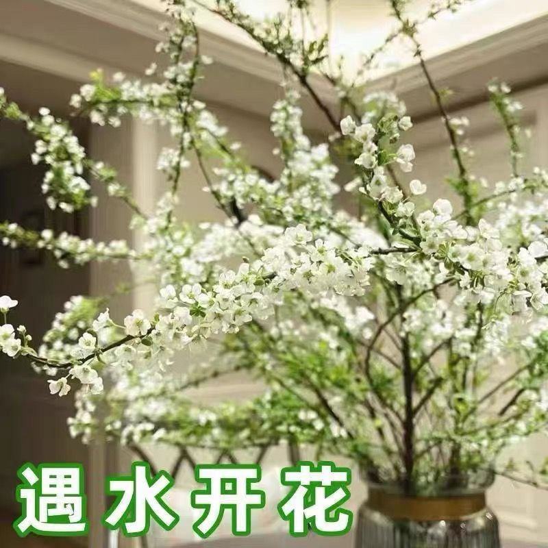 网红款鲜枝雪柳泡水开花水培冬季耐寒花卉干枝遇水家具绿植