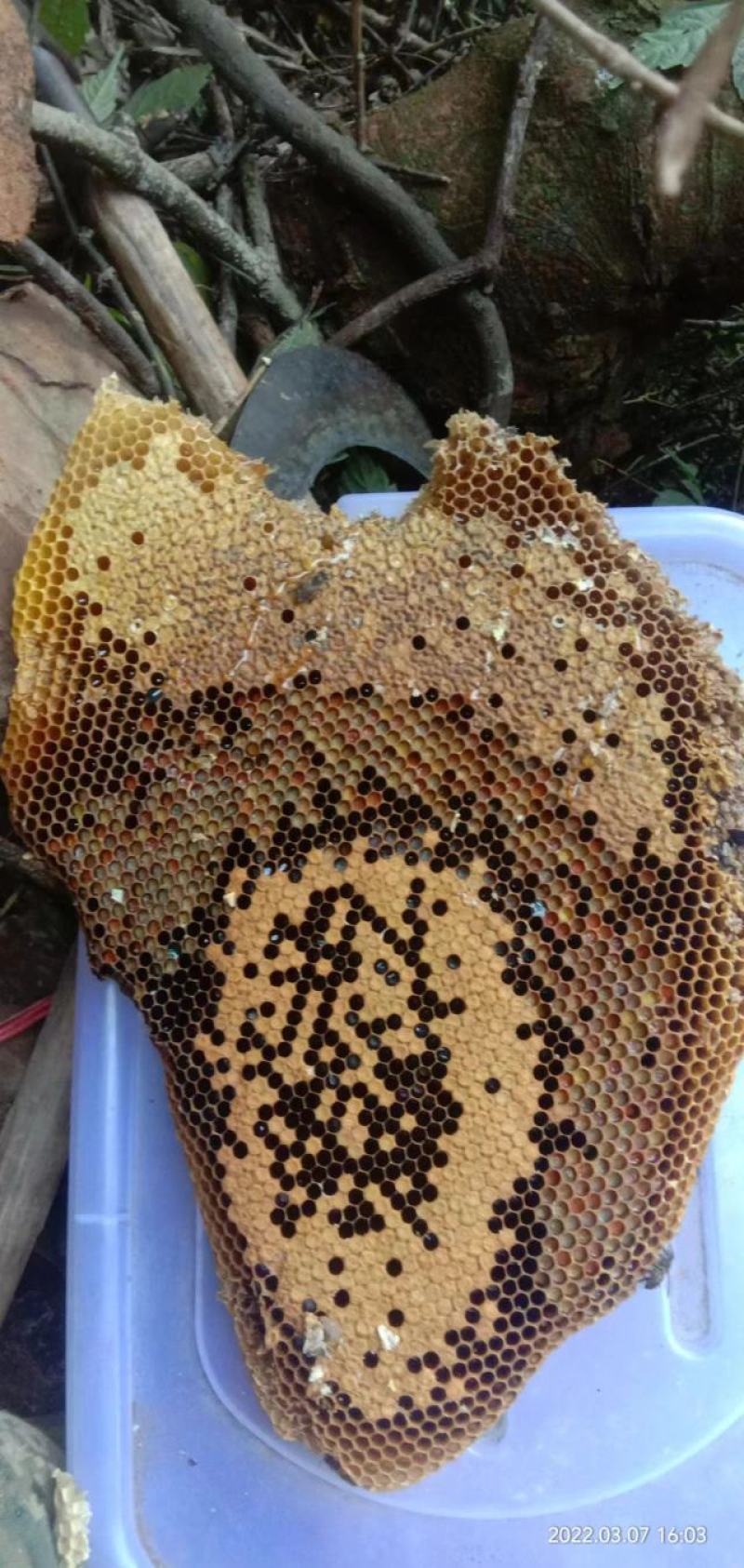 纯野生蜂蜜