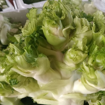 儿菜，万亩蔬菜基地，全国代发，一手货源，欢迎光临