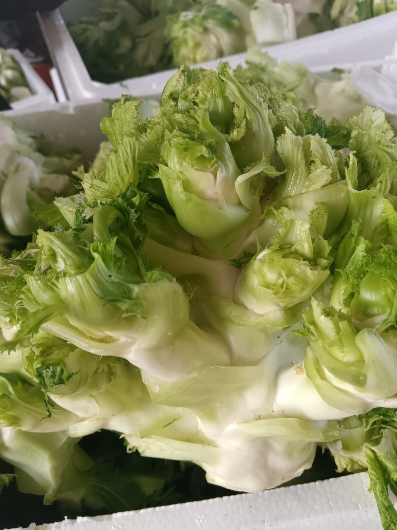 儿菜，万亩蔬菜基地，全国代发，一手货源，欢迎光临