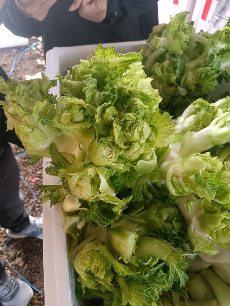 儿菜，万亩蔬菜基地，全国代发，一手货源，欢迎光临