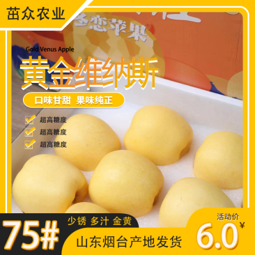 黄金维纳斯70#高质量果【200亩自有果园】