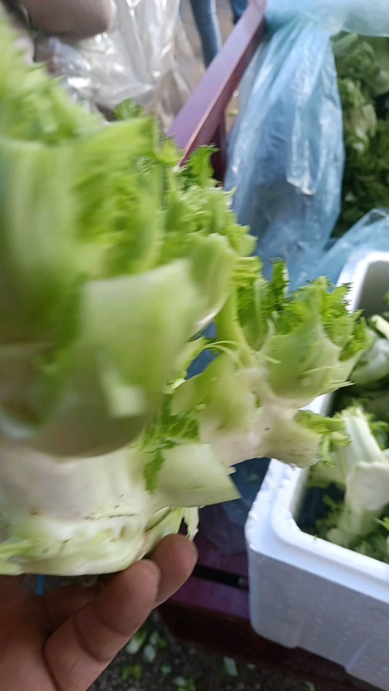 儿菜，万亩蔬菜基地，全国代发，一手货源，欢迎光临
