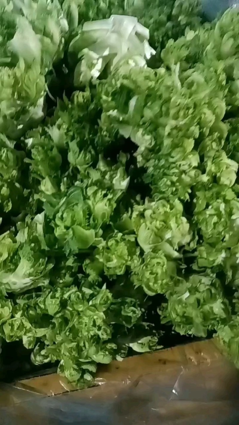 儿菜，万亩蔬菜基地，全国代发，一手货源，欢迎光临