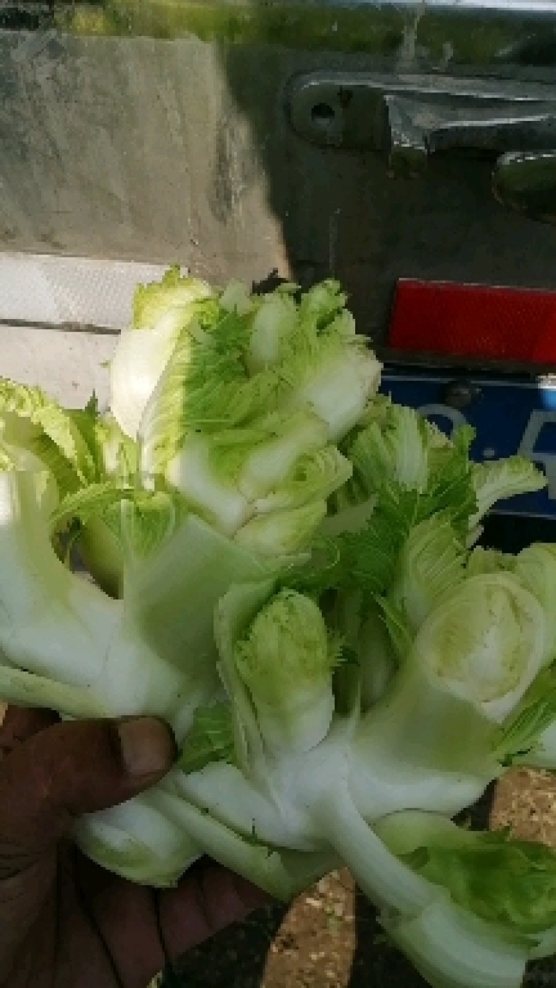 精品儿菜，娃娃大，一手货源，万亩基地随到随装，诚信经营