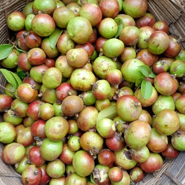 生油茶