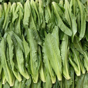 生菜苗，油麦苗