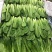 生菜苗，油麦苗