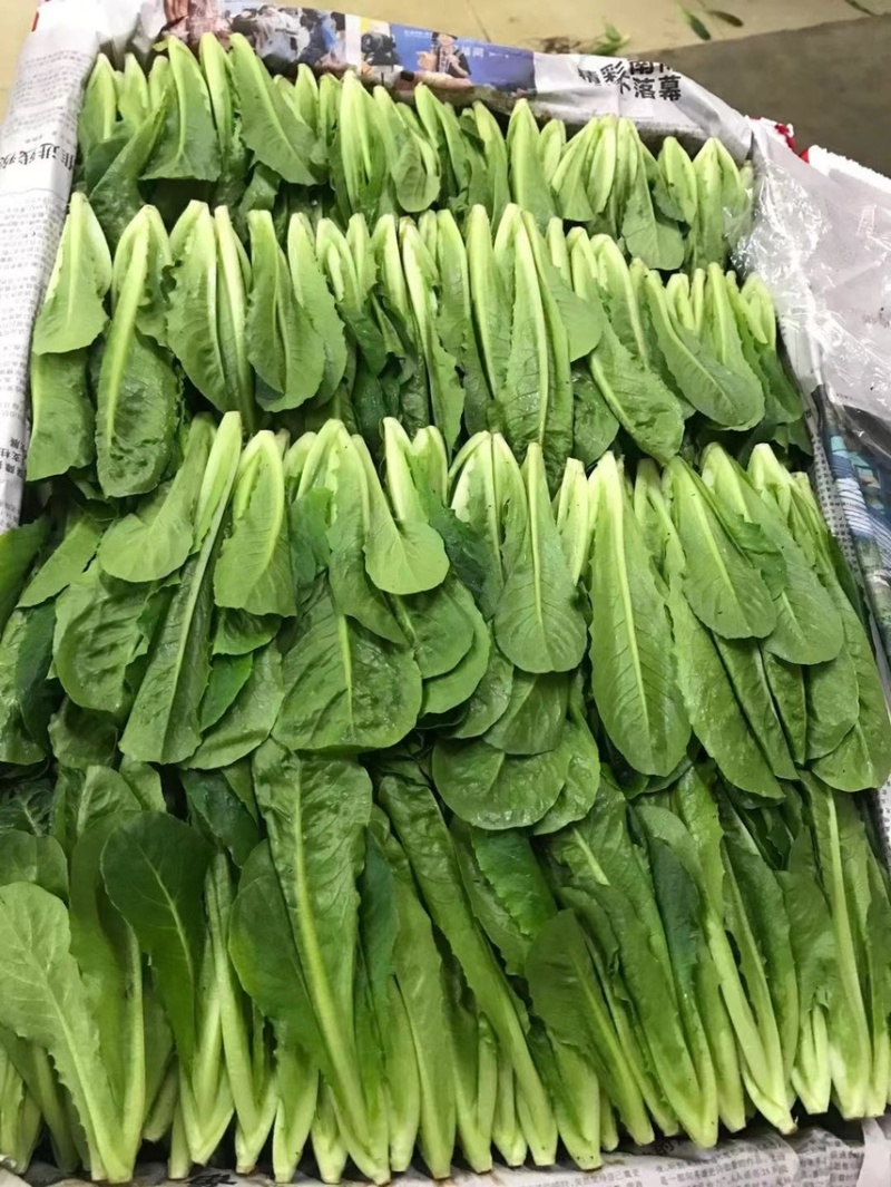 生菜苗，油麦苗