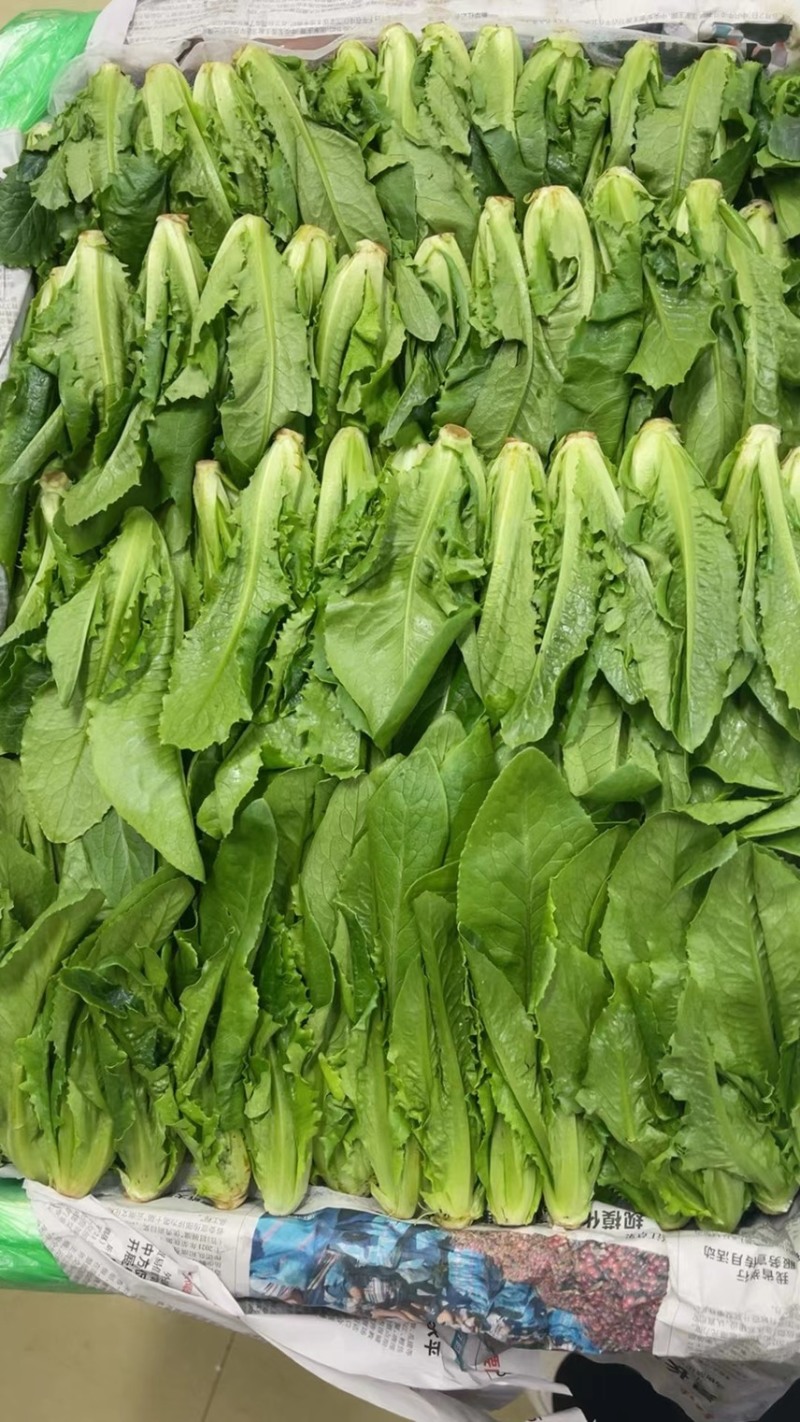 生菜苗，油麦苗