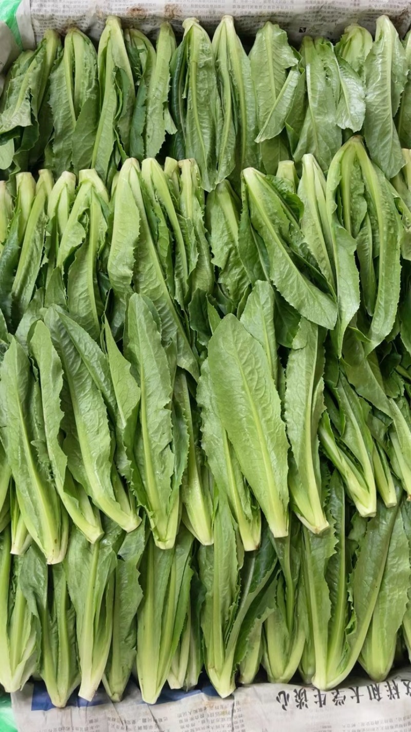 生菜苗，油麦苗