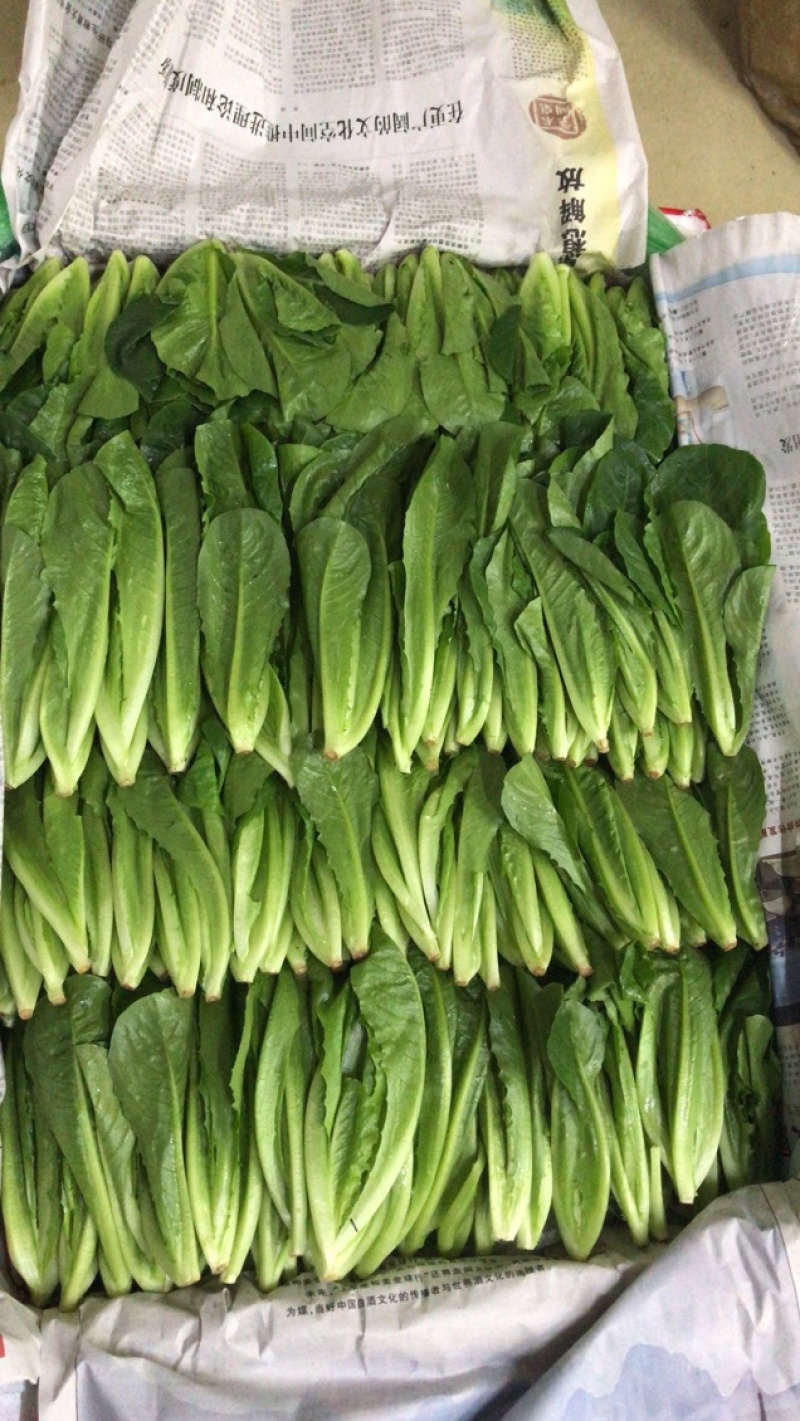 生菜苗，油麦苗