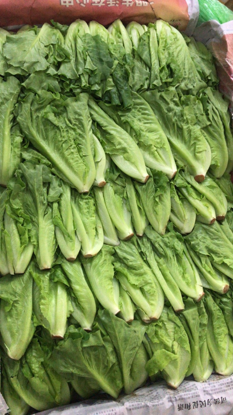 生菜苗，油麦苗