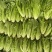 生菜苗，油麦苗