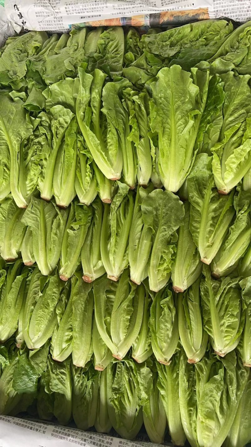 生菜苗，油麦苗