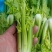 生菜苗，油麦苗