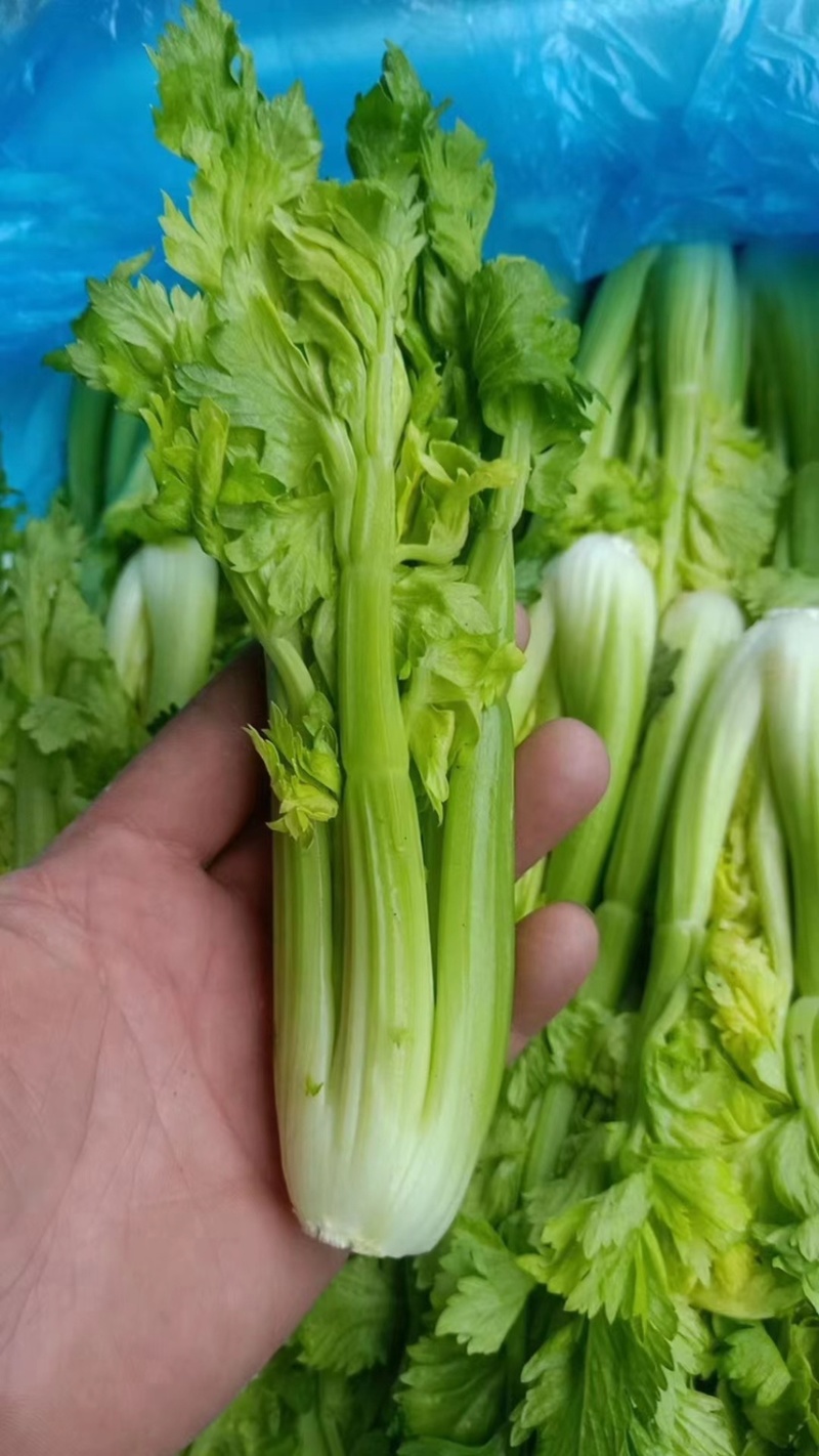 生菜苗，油麦苗