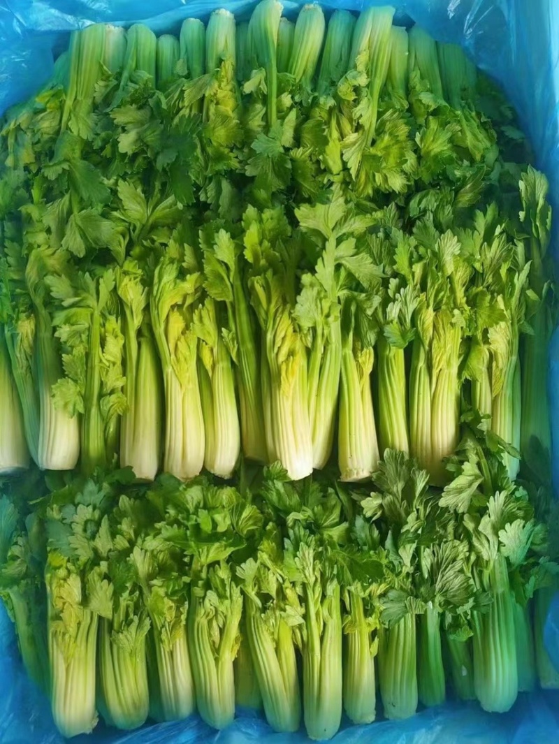生菜苗，油麦苗