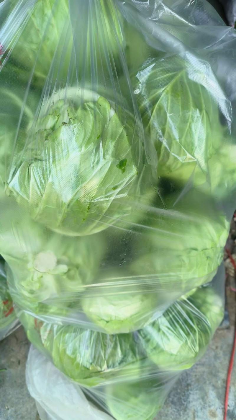 甘蓝圆包菜产地直发货源充足代发全国对接电商超市