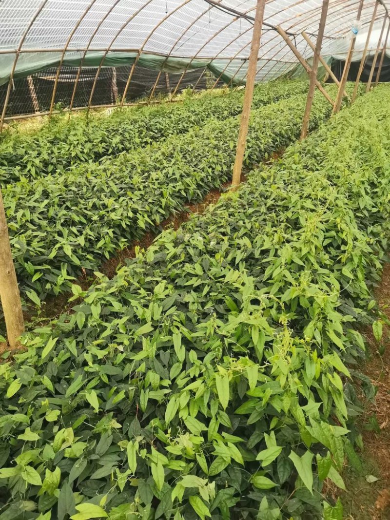 地苦胆（金果榄）精品紫花苗中药材种子种苗云南欢迎进店