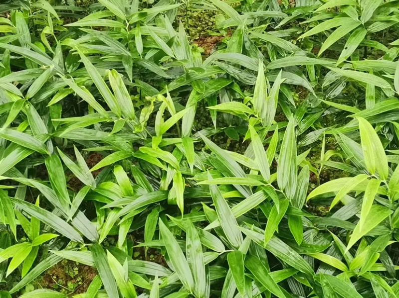 地苦胆（金果榄）精品紫花苗中药材种子种苗云南欢迎进店