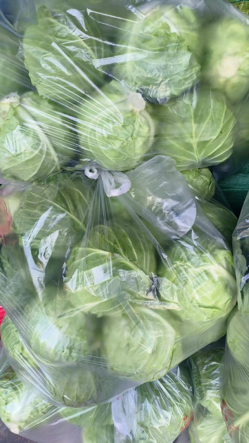 圆包菜精品甘蓝大量上市品种齐全保质保量对接市场等