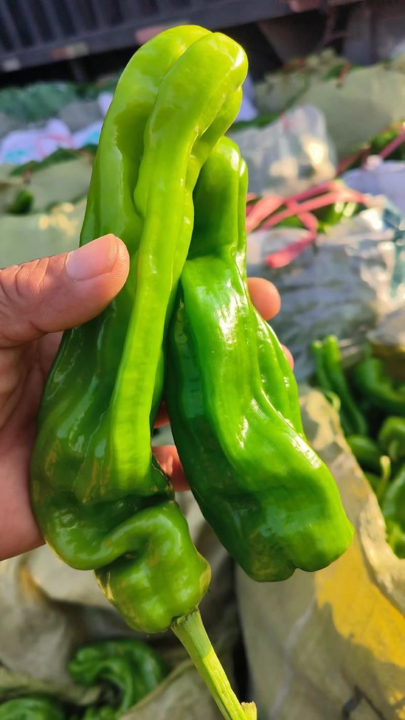 薄皮青椒，货源充足，量大从优，欢迎联系订购！