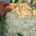 菜花白面青梗松花菜万亩基地直发保质保量量大优惠