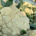 菜花白面青梗松花菜万亩基地直发保质保量量大优惠