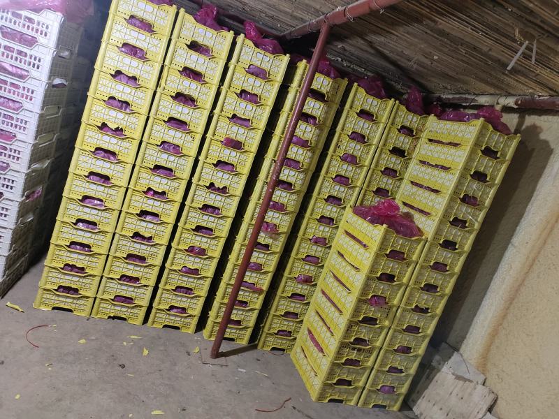 （精选）河北龙眼葡萄热卖中品质保障价格实惠基地直发