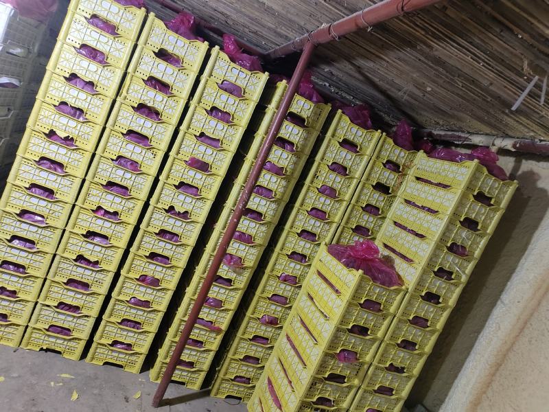 （精选）河北龙眼葡萄热卖中品质保障价格实惠基地直发