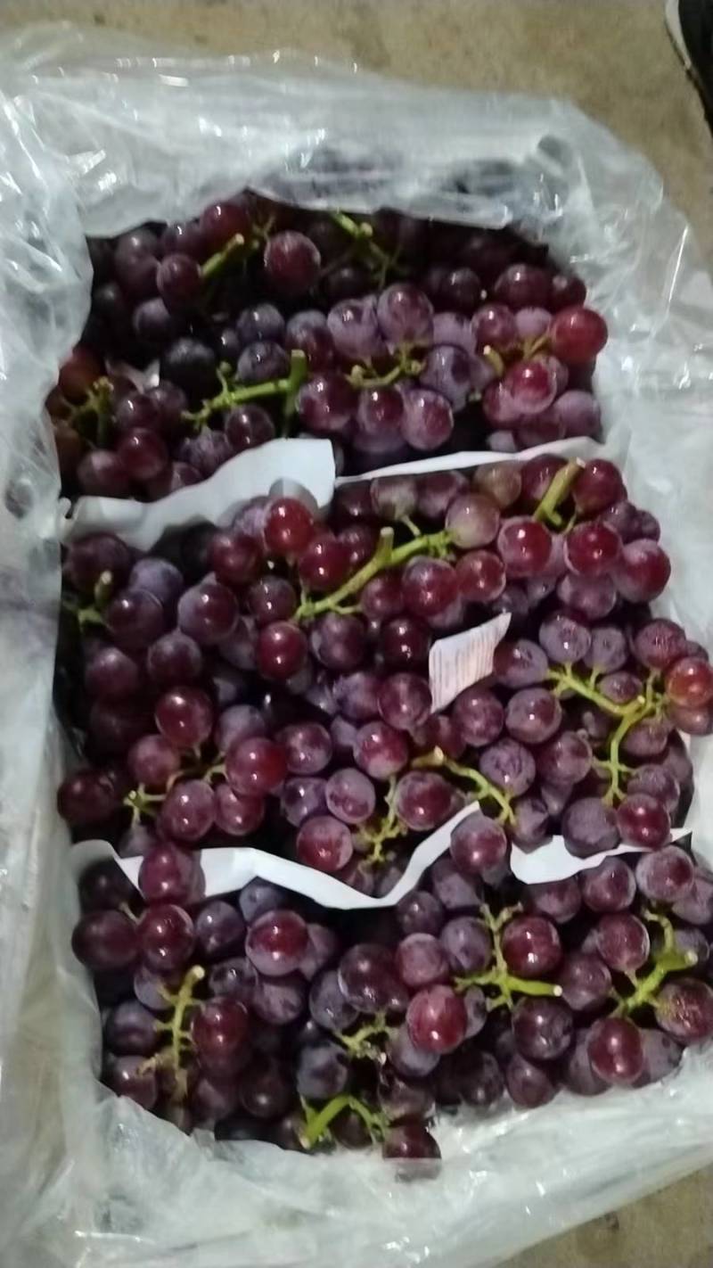 精品葡萄巨锋葡萄大量上市货源充足质量保证欢迎咨询