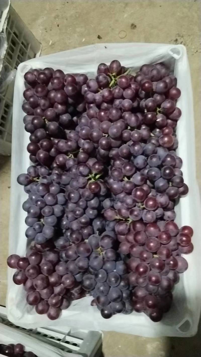 精品葡萄巨锋葡萄大量上市货源充足质量保证欢迎咨询