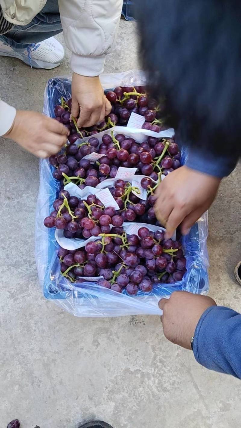 精品葡萄巨锋葡萄大量上市货源充足质量保证欢迎咨询