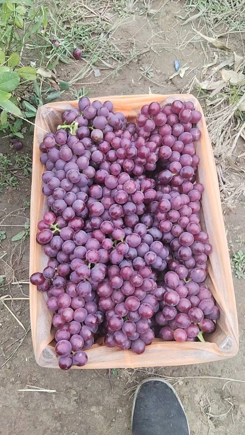 精品葡萄巨锋葡萄大量上市货源充足质量保证欢迎咨询