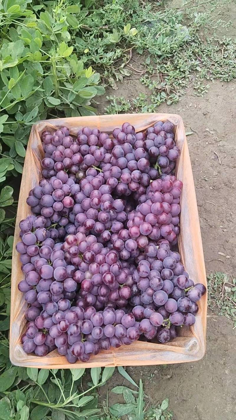 精品葡萄巨锋葡萄大量上市货源充足质量保证欢迎咨询