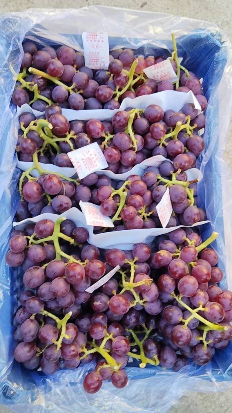 精品葡萄巨锋葡萄大量上市货源充足质量保证欢迎咨询