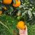 乐山爱媛果冻橙大量有货，质量保证，常年有货。