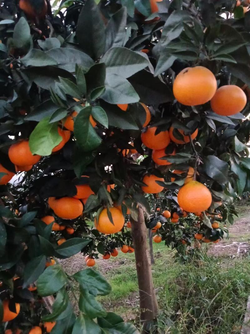 乐山爱媛果冻橙大量有货，质量保证，常年有货。