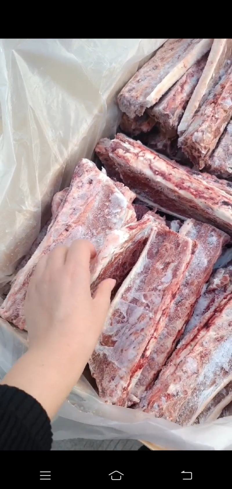 羊刀片骨（羊蝎子）