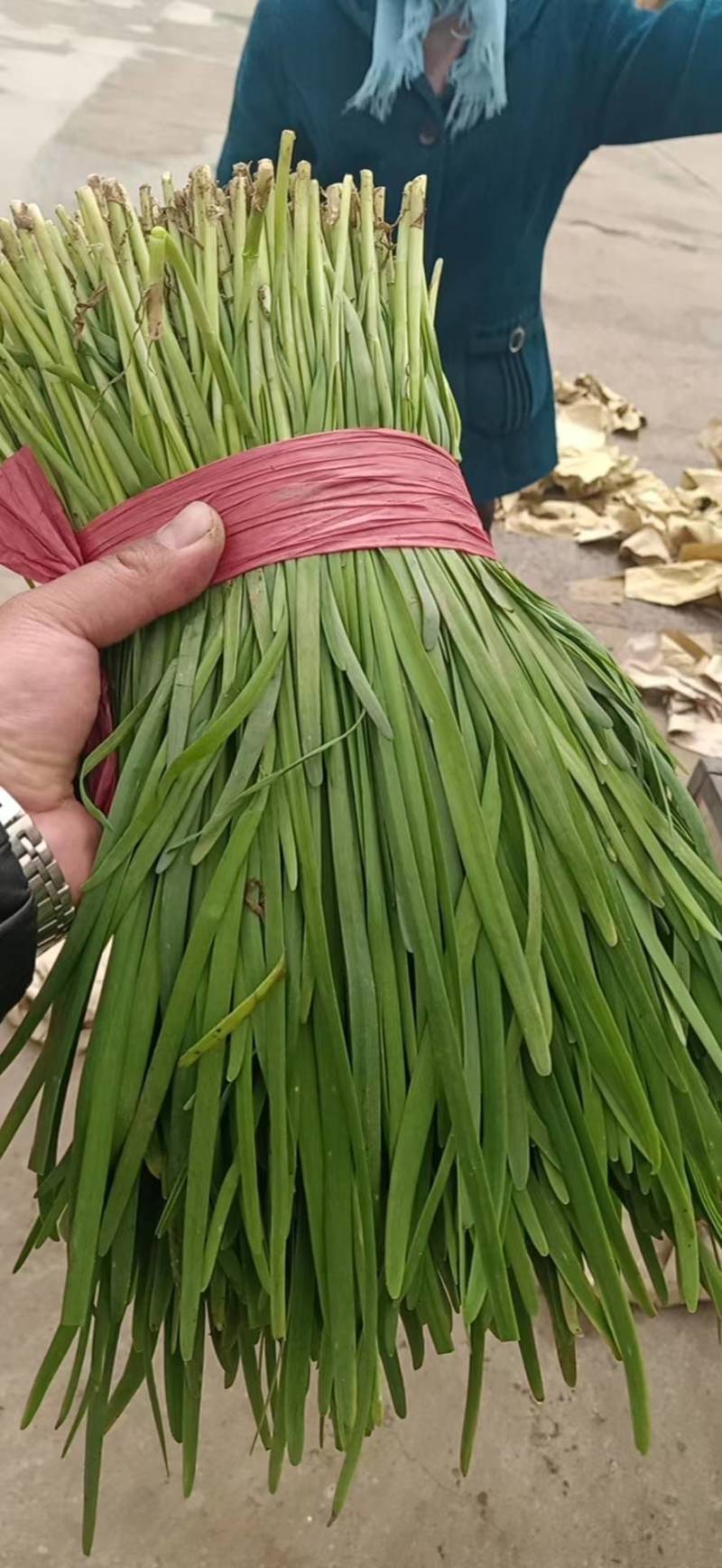 河北韭菜大量上市货源充足量大从优质量保证欢迎咨询