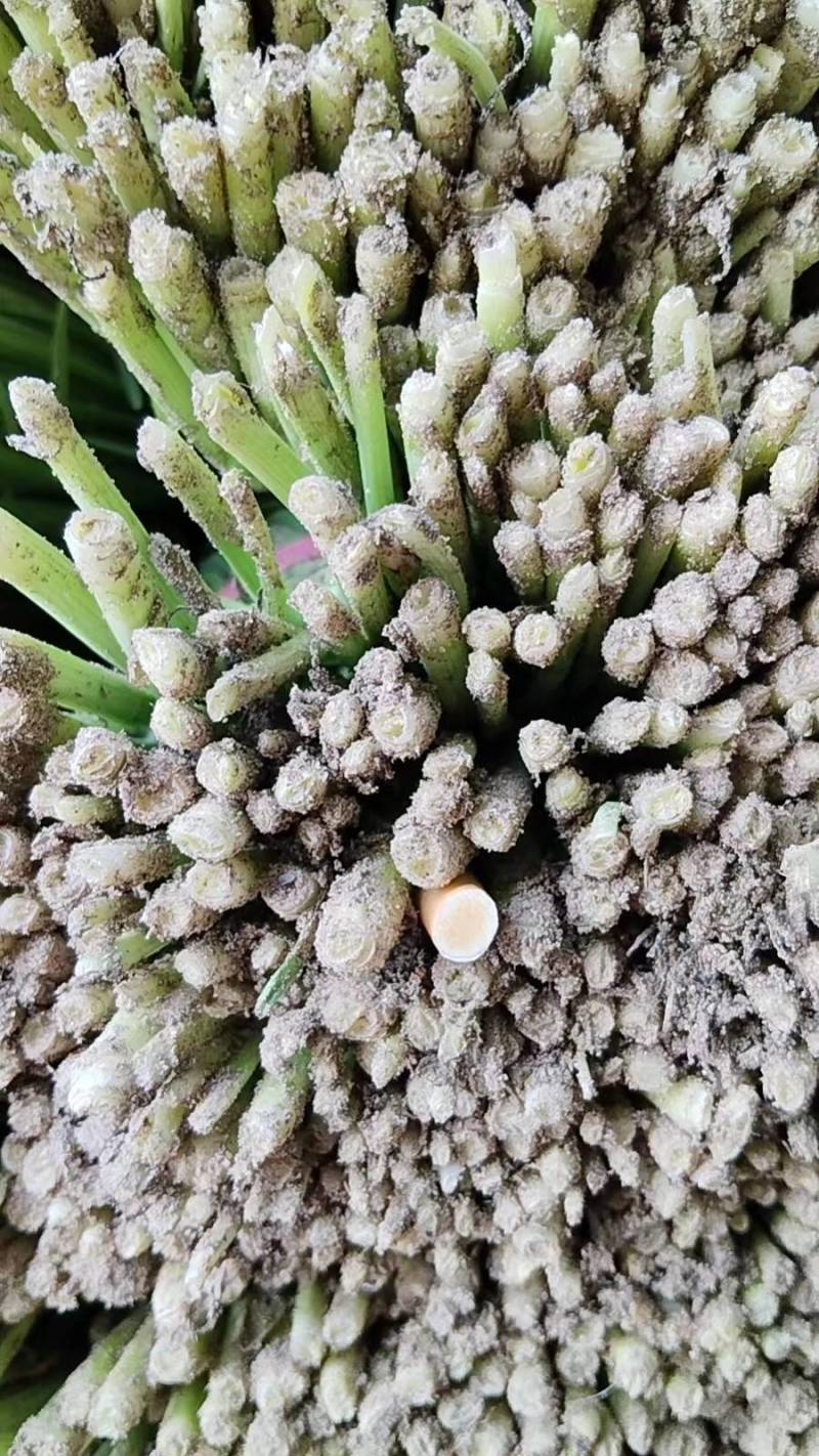 河北韭菜大量上市货源充足量大从优质量保证欢迎咨询