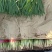 河北韭菜大量上市货源充足量大从优质量保证欢迎咨询